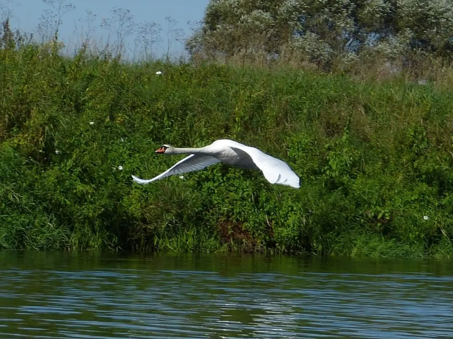 Schwanenflug auf dem See